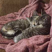 Thumbnail photo of Dasher #2