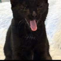 Thumbnail photo of Bixby #2