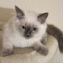 Thumbnail photo of Snowball #2