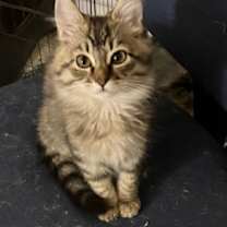 Thumbnail photo of Larry #3