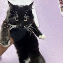 Thumbnail photo of 59982071 #1