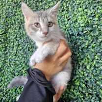 Thumbnail photo of 59982511 #1