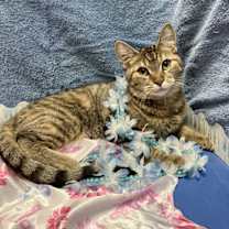 Thumbnail photo of Gouda #2