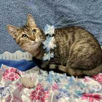 Thumbnail photo of Gouda #3