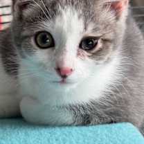 Thumbnail photo of Lindsey #4