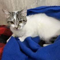 Thumbnail photo of Opalite #3