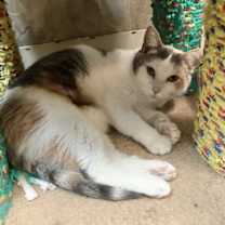 Thumbnail photo of Maple Syrup #3