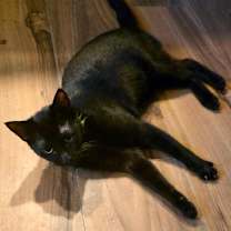 Thumbnail photo of Little Bit #1