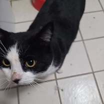 Thumbnail photo of Tyr #2