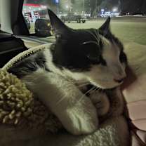 Thumbnail photo of Tyr #4