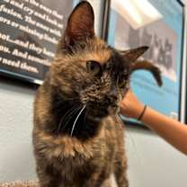 Thumbnail photo of Sammy #2