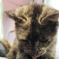 Thumbnail photo of Sammy #3