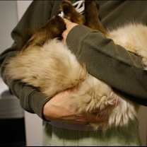 Thumbnail photo of Snowcap #1