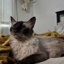 Thumbnail photo of Snowcap #2