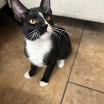 Thumbnail photo of Evo #2