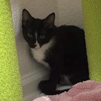 Thumbnail photo of Evo #3