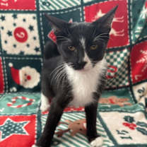 Thumbnail photo of Evo #4