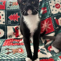 Thumbnail photo of Echo #1