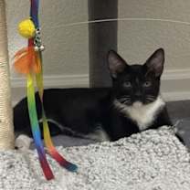 Thumbnail photo of Echo #2