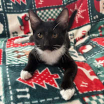 Thumbnail photo of Echo #4