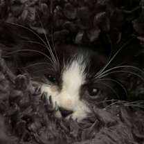 Thumbnail photo of Dimitri #2