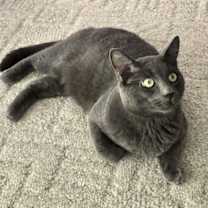 Thumbnail photo of Blue #1