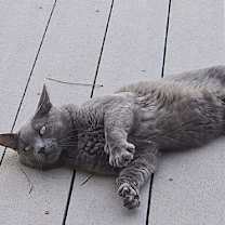 Thumbnail photo of Blue #3