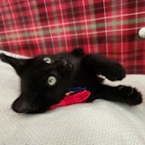 Thumbnail photo of Spooky #4