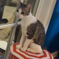 Thumbnail photo of Gracie #1