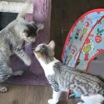 Thumbnail photo of Gracie #2