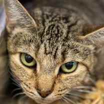 Thumbnail photo of Roxanne #2