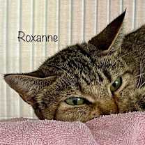 Thumbnail photo of Roxanne #3