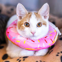 Thumbnail photo of Alfred #1