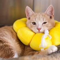 Thumbnail photo of Diesel #1