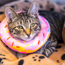 Thumbnail photo of Pickle #1