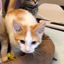 Thumbnail photo of Alfred #2