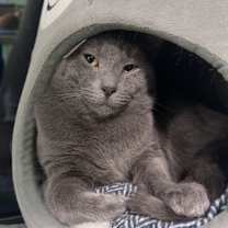 Thumbnail photo of Frigatebird #1