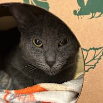 Thumbnail photo of Frigatebird #2