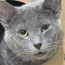 Thumbnail photo of Frigatebird #3