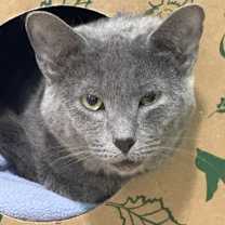 Thumbnail photo of Frigatebird #4