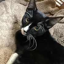 Thumbnail photo of Valiante #1