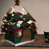 Thumbnail photo of Bunny #3