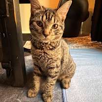 Thumbnail photo of Miyu ⭐️PROMOTION⭐️ #2