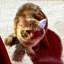 Thumbnail photo of Laffy ⭐️PROMOTION⭐️ #3