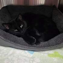 Thumbnail photo of Midnight #1