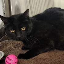 Thumbnail photo of Midnight #2