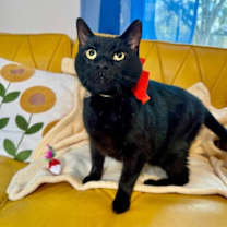 Thumbnail photo of Spidey Delgado #1