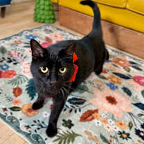 Thumbnail photo of Spidey Delgado #2