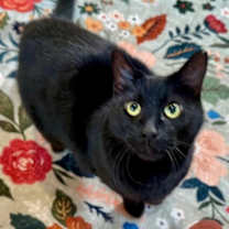 Thumbnail photo of Spidey Delgado #4