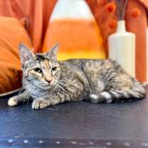 Thumbnail photo of Dulcecita Caramel #1